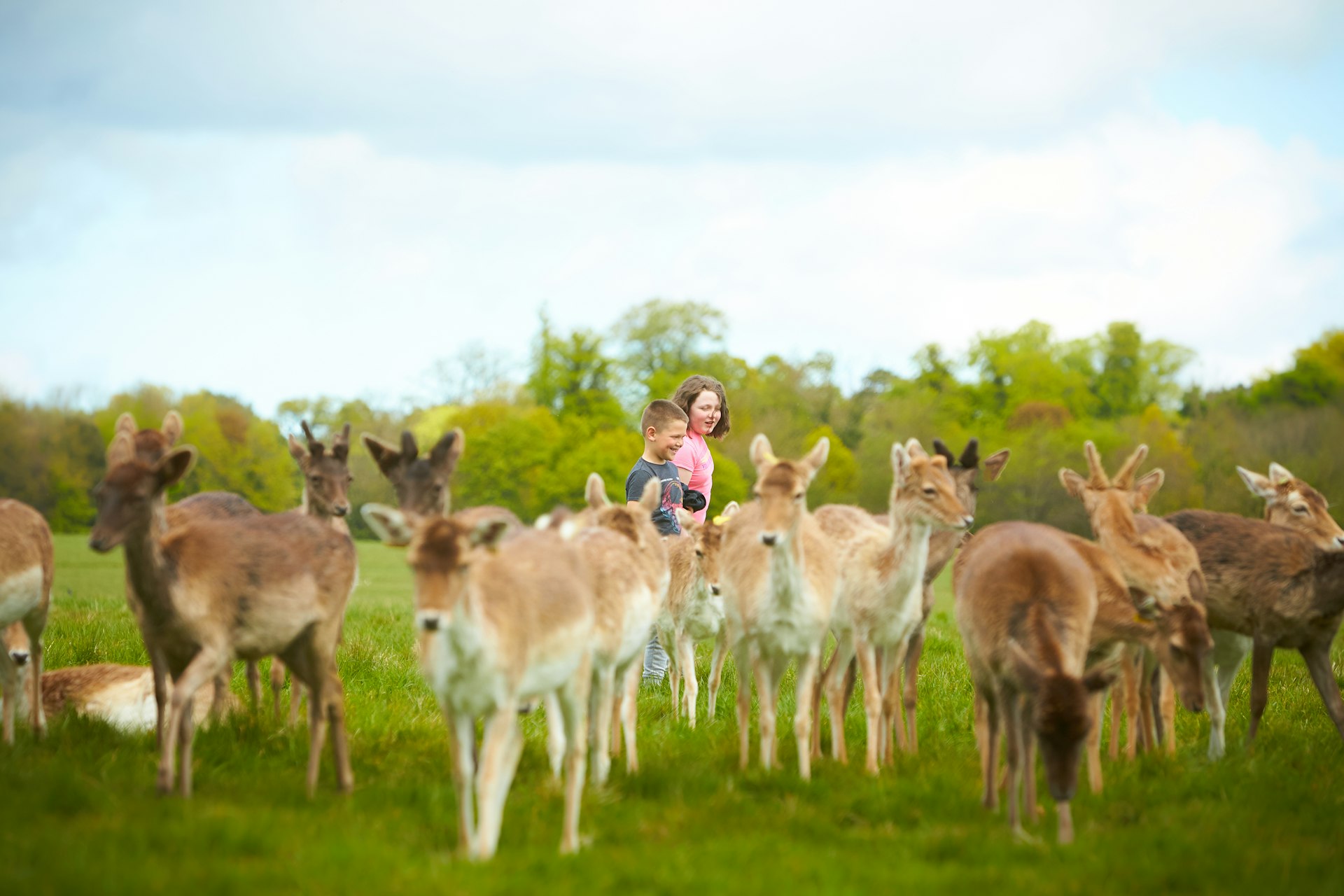 Two small children stand in parkland in Dublin on a summer's day facing a herd of young deer